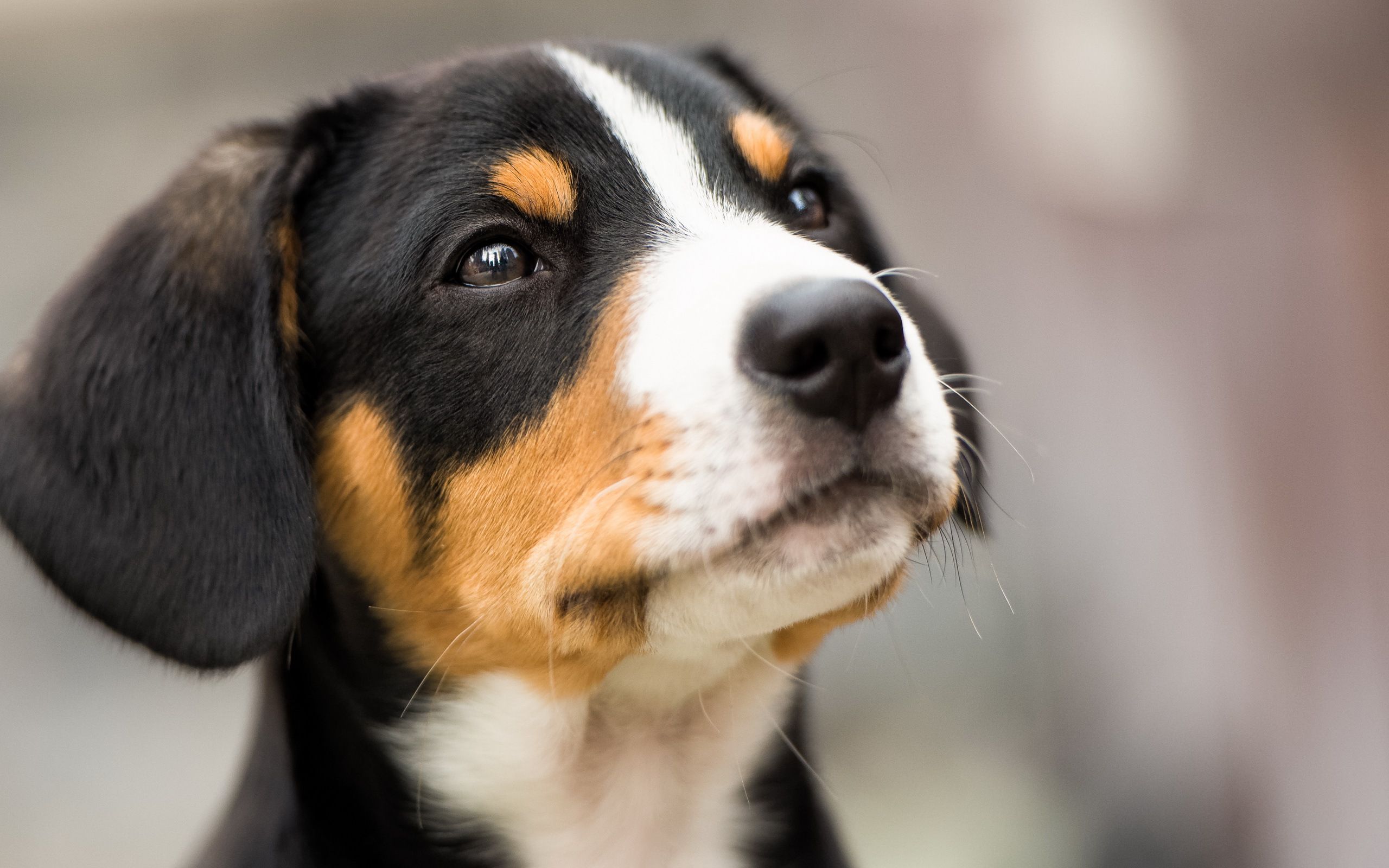 Beagle Dog Wallpaper
