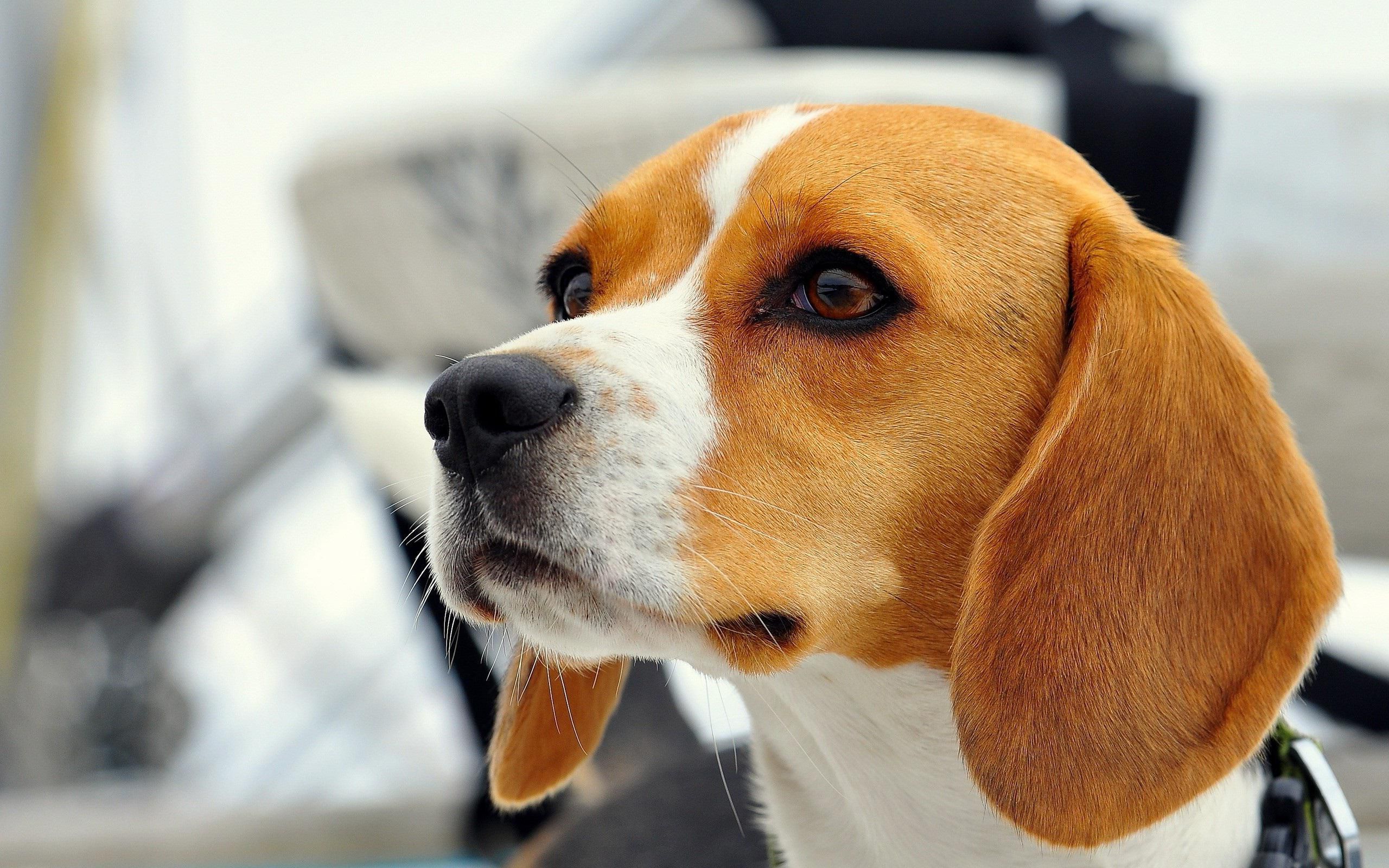 Beautiful Beagle Dog Wallpaper