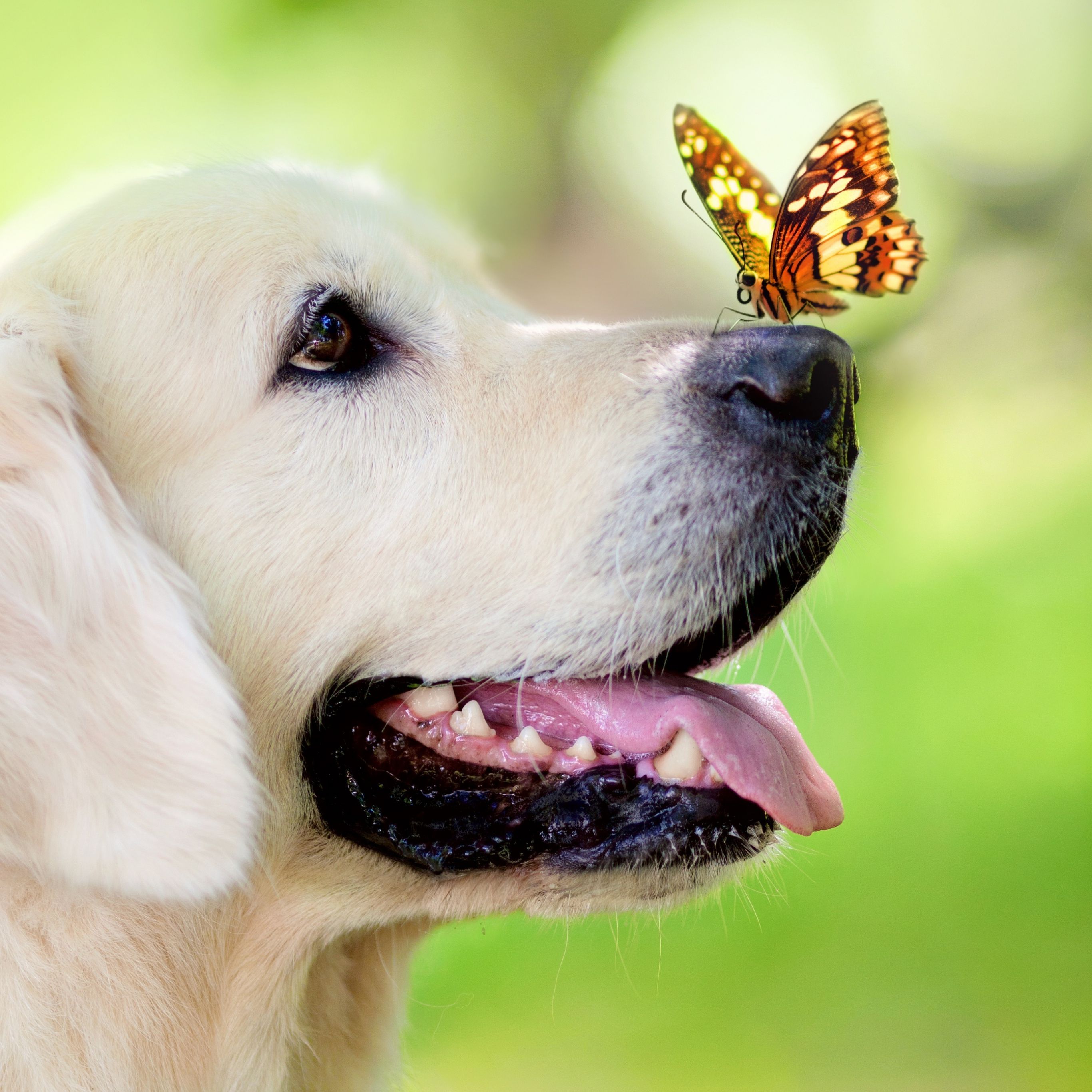 Dog and Butterfly Wallpaper