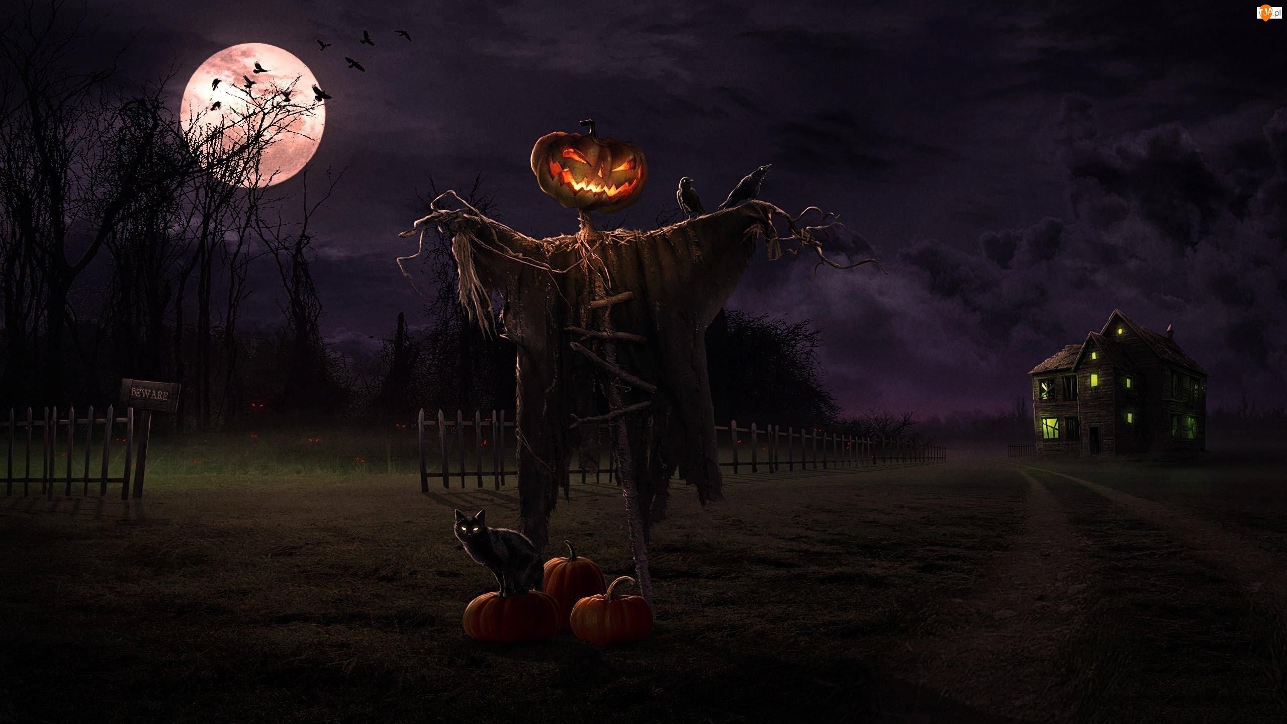 Halloween Black Cat And Scarecrow Free Wallpaper